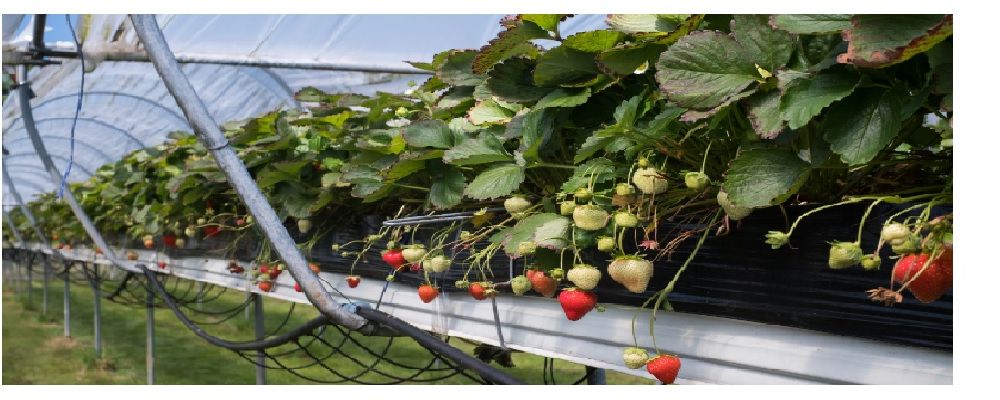 Agrotech Australia Cover Image