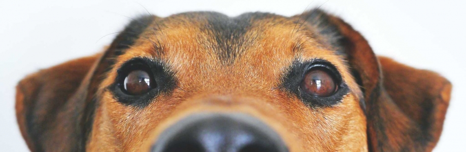 Dognitive Training Cover Image