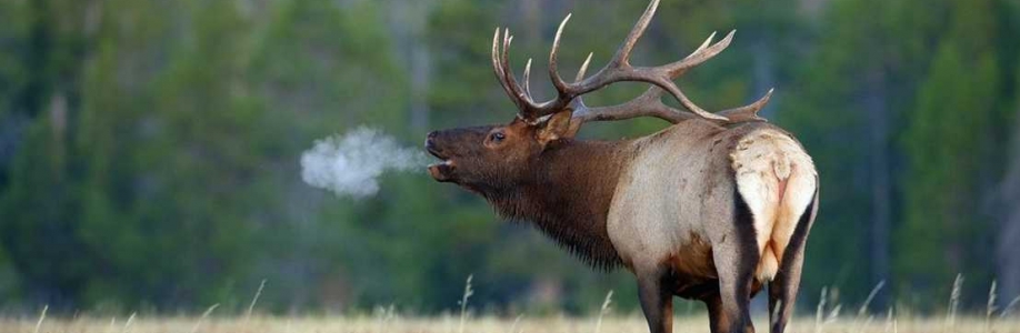 Robert Wagner Cover Image