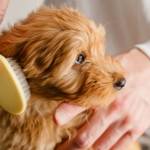 Pet Care Club of Ames