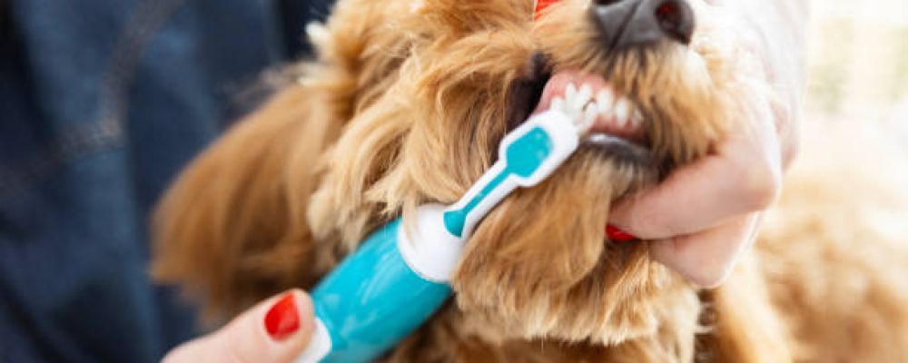 Companion Care Veterinary Hospital Cover Image