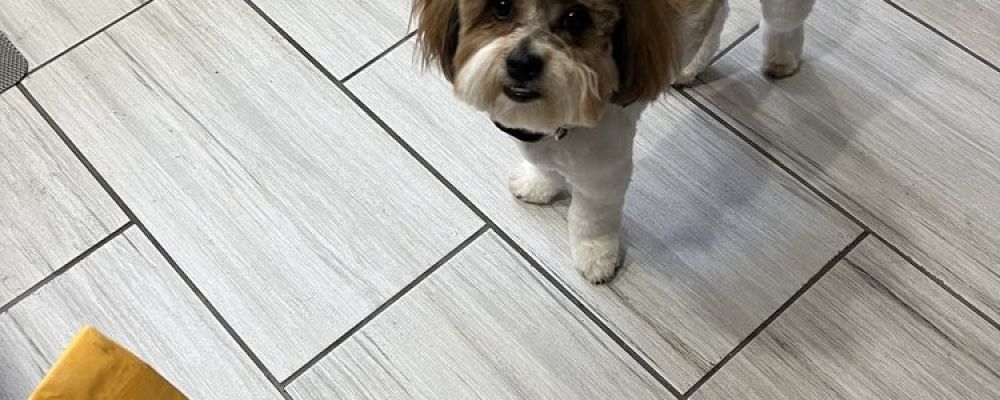 The Dog Fountain Mobile Grooming Cover Image