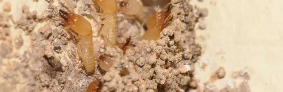 Terminatus Pest Control LLC Cover Image