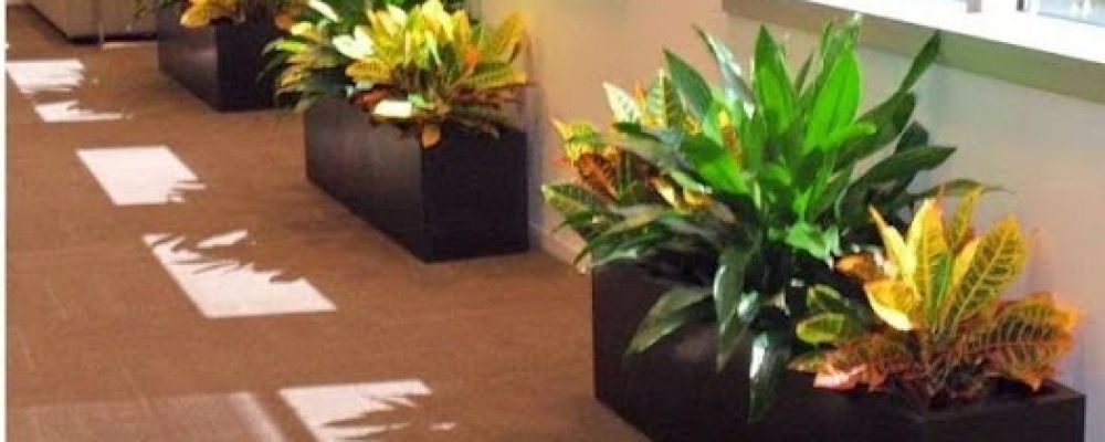 Shades of Green Cover Image