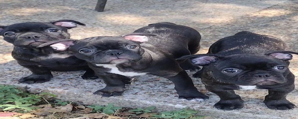 Rescue French Bulldogs Cover Image