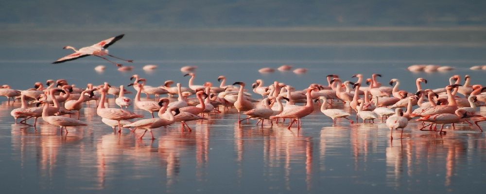 Tierras Africa Safaris Limited Cover Image