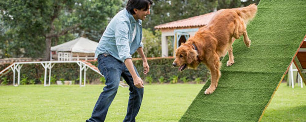 Seattle Family Dog Training Cover Image
