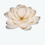 Lotus @ Queensway Medical